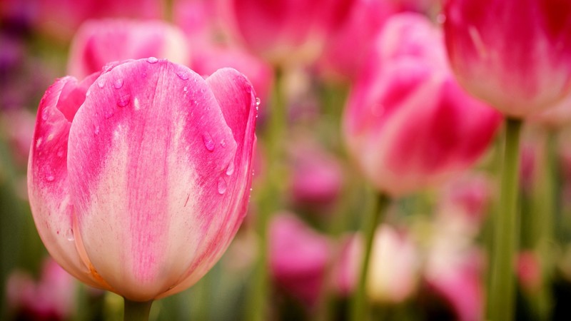 Tulips, 4K, flowers, macro, pink