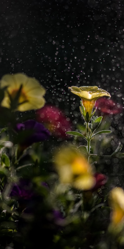Earth Flower, Yellow Flower, Bokeh, Macro, 1080x2160