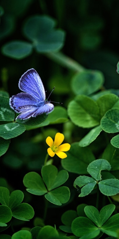 Animal Butterfly, Clover, 1080x2160