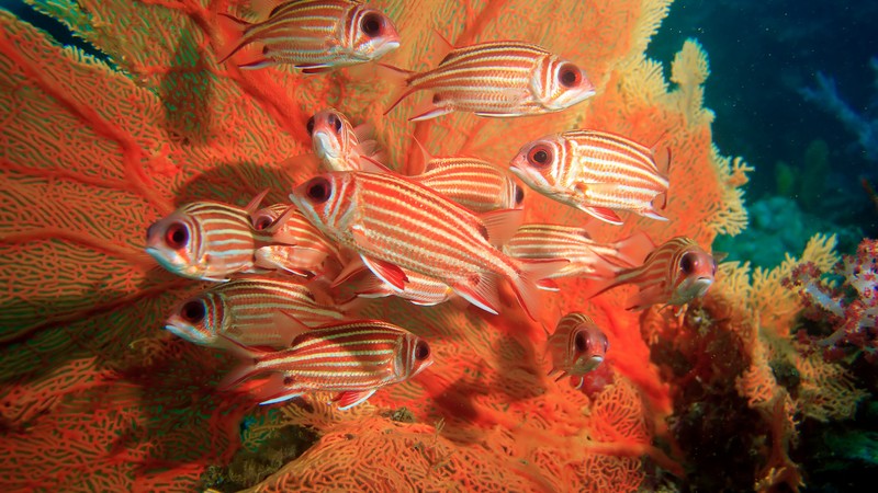 Coral hind, corals, underwater