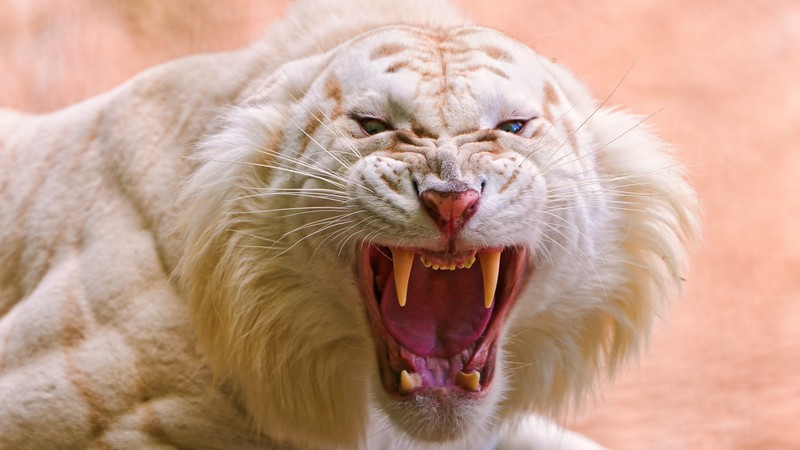 Roaring White Tiger, White Tiger, wild, fangs