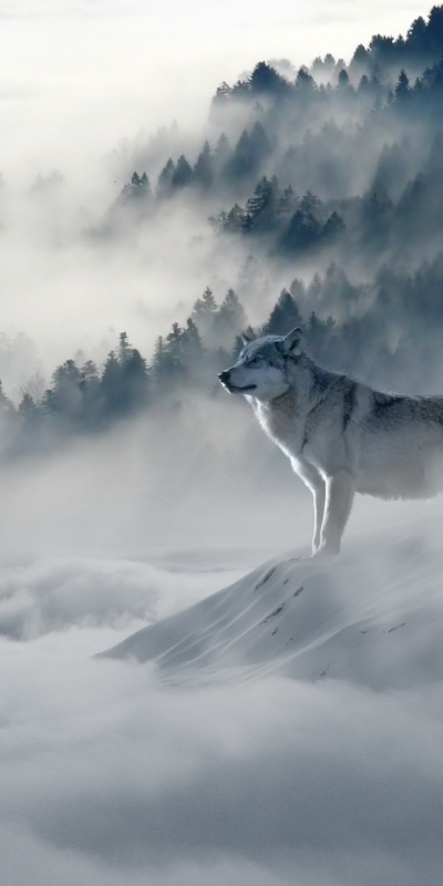 Animal Wolf, Forest, Fog, Mountain, 1080x2160