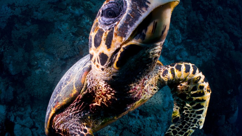 Turtle, Bloody Bay Wall, Little Cayman, Caribbean, , diving, tourism, sea, ocean, water, underwater, gopro, bottom, blue