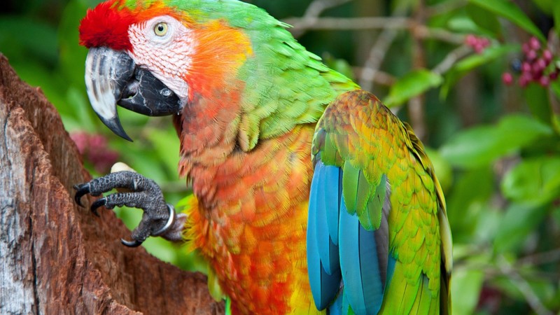parrot, blue, red, green, orange