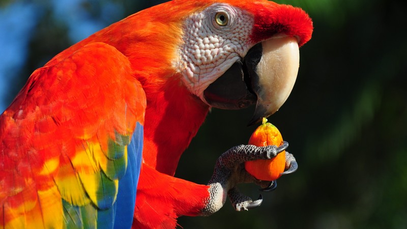 Macaw parrot, tropical bird