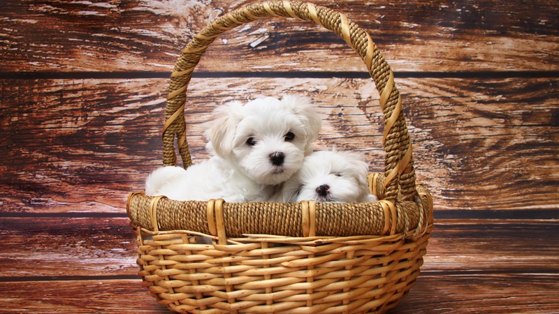 Maltese dogs, puppy, white, pet