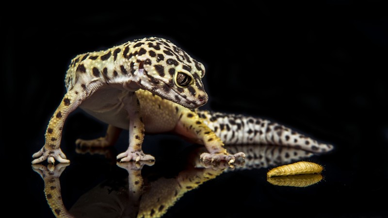 Gecko, reptile, lizard, caterpillar, close-up, green, eyes, animals