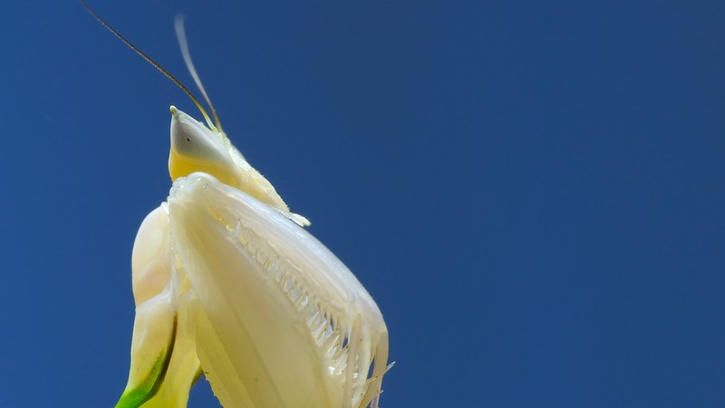 Orchid mantis, Mantis, white