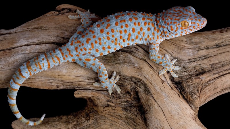 Gecko, reptile, lizard