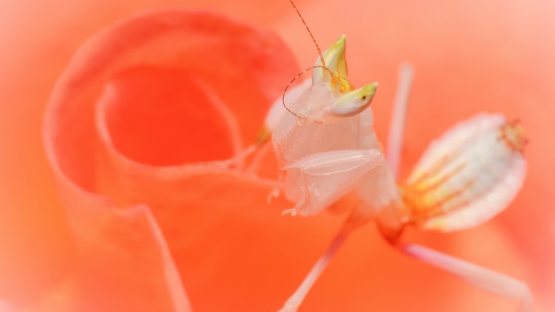 Orchid mantis, mantis, white