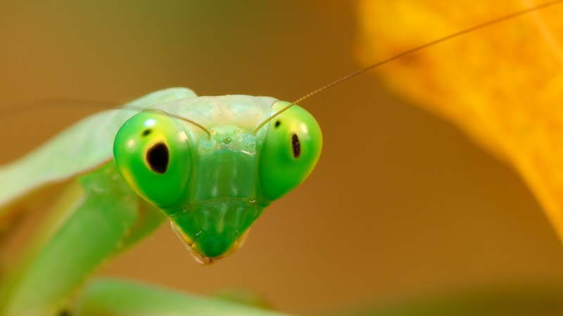 Mantis, green