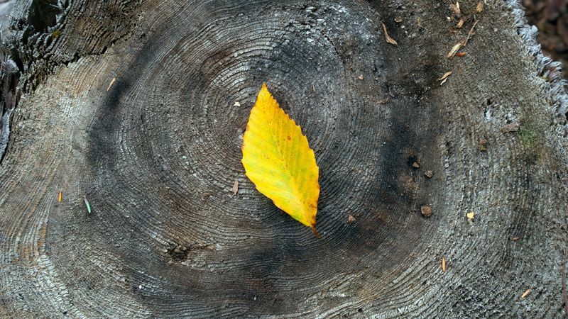 leaf, yellow, stump, wood, 4k