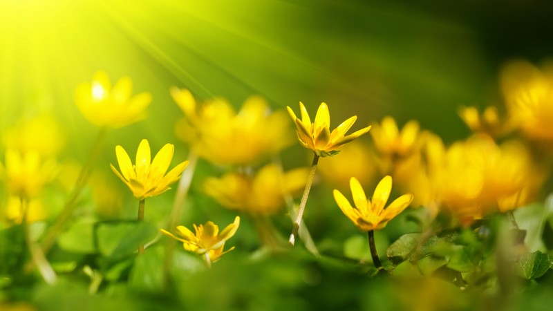 Flowers, 4k, sunray, yellow, green grass