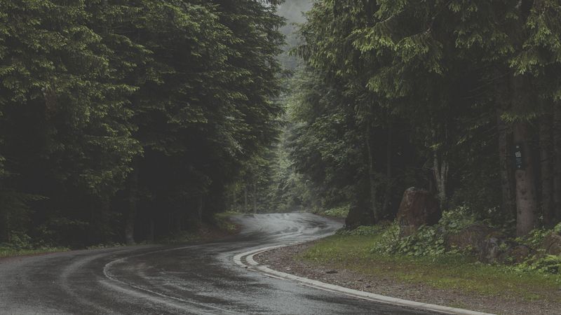 road, turn, forest, trees, 4k