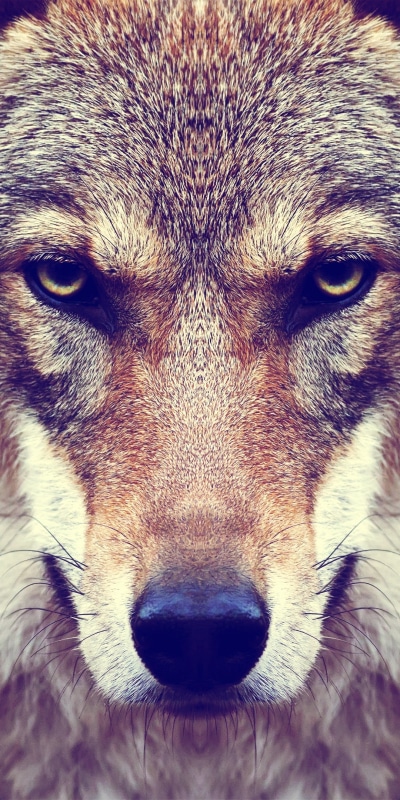 Animal Wolf, Face, Muzzle, Stare, 1080x2160