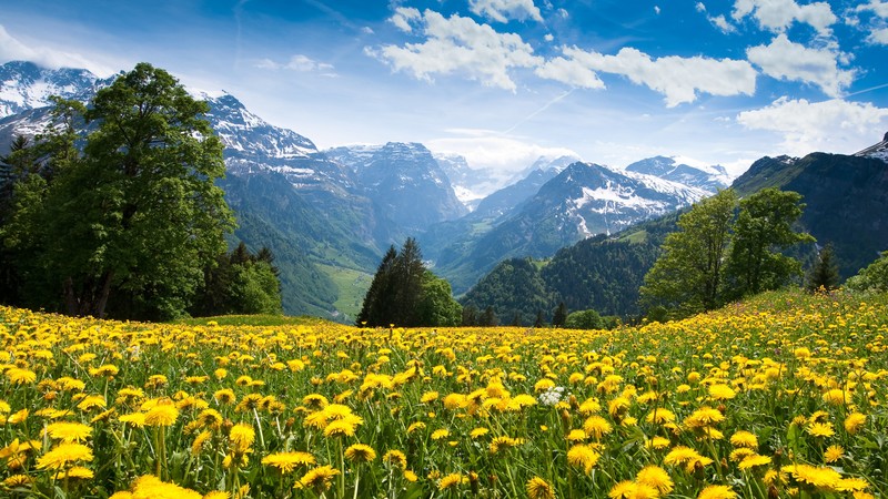 Alps, 4k, France, mountains, dandelion, meadows, sky