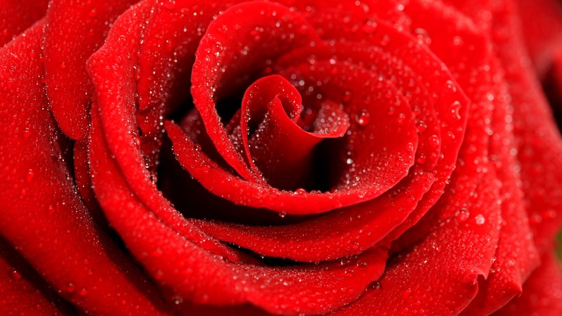 Rose, 4K, macro, red
