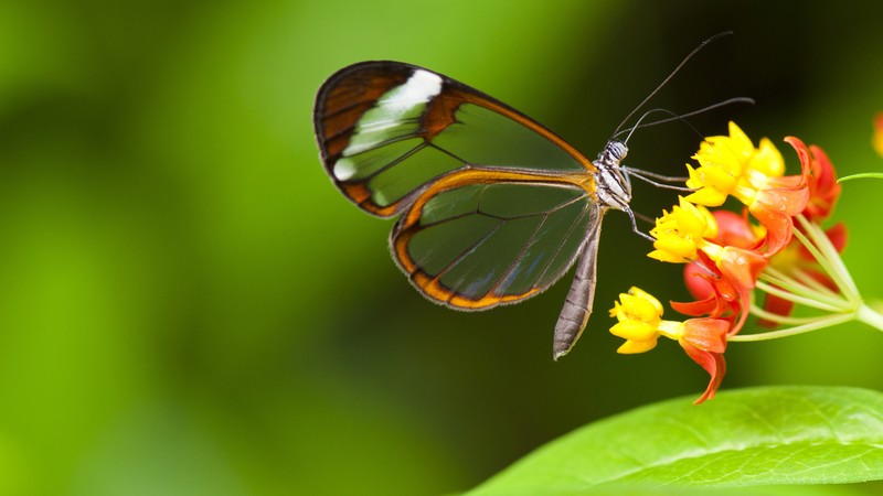 Butterfly, 4K, insects, flowers, green, Glass, nature, garden