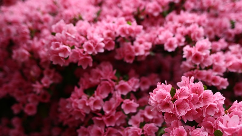 Flowers, 4K, pink, spring