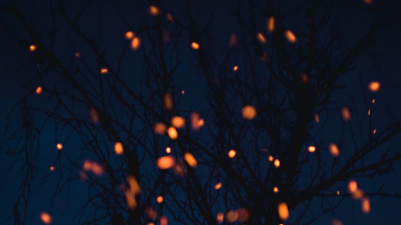 chronicle, branches, lights, dark, 4k