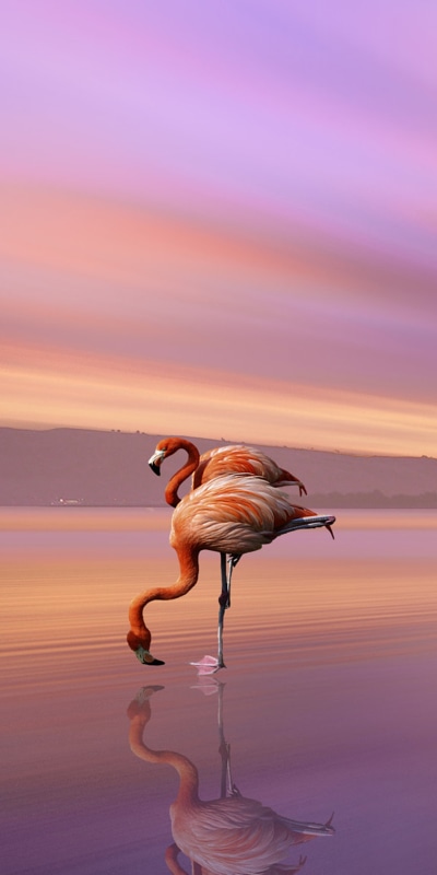 Animal Flamingo, Bird, Beach, Sunset, Reflection, 1080x2160