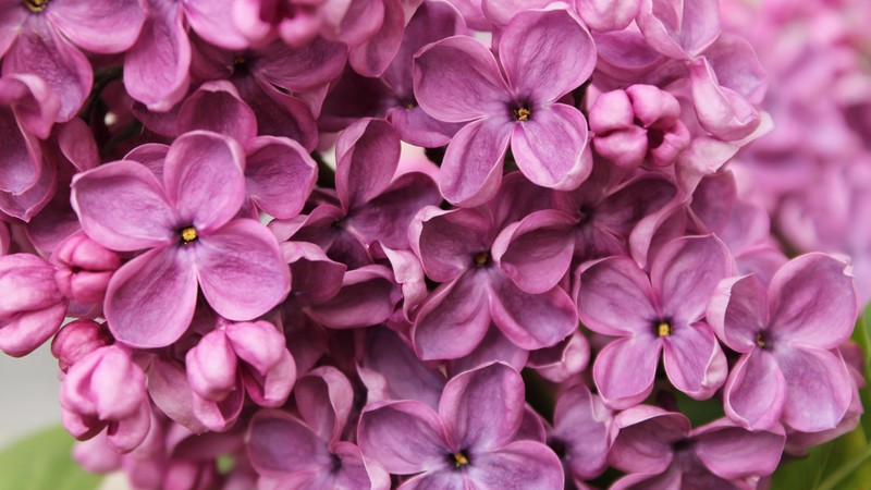 Lilac, 4k, flowers, purple, macro
