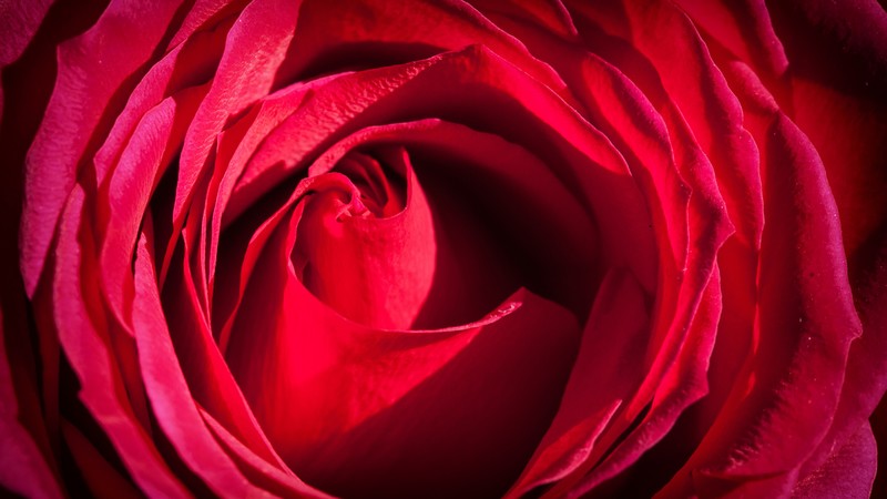 Rose, 4k, red, macro, flowers