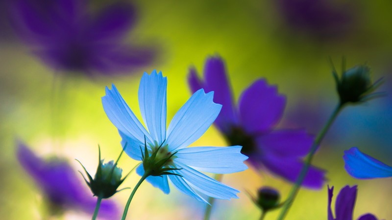 Cornflowers, 4k, blue