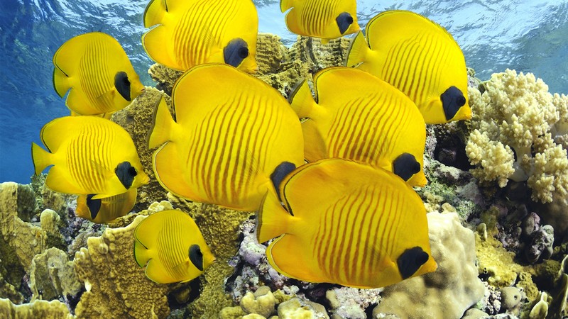 Butterflyfish, underwater, coral, Best Diving Sites