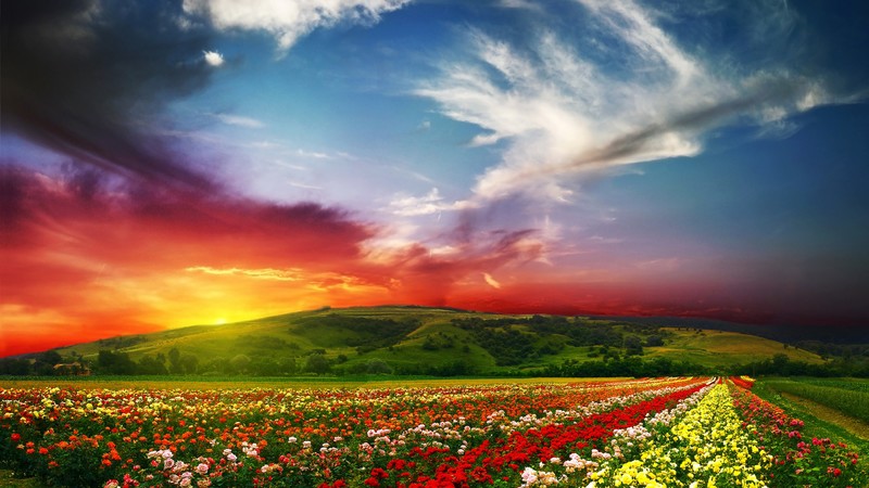 India, 4K, Valley of Flowers, Meadows, roses, sunset, clouds