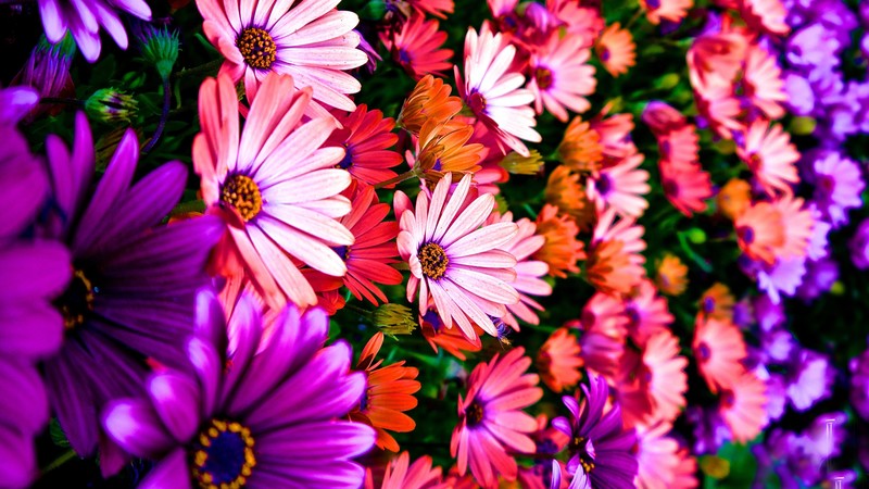 Flowers, 4K, Hibiscus, colours