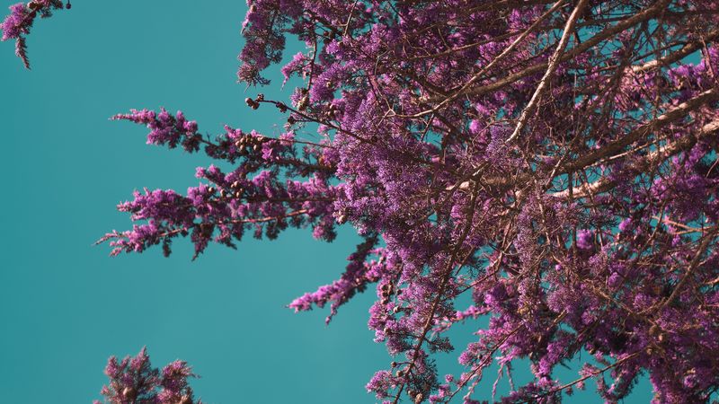 flowers, branches, bloom, spring, 4k
