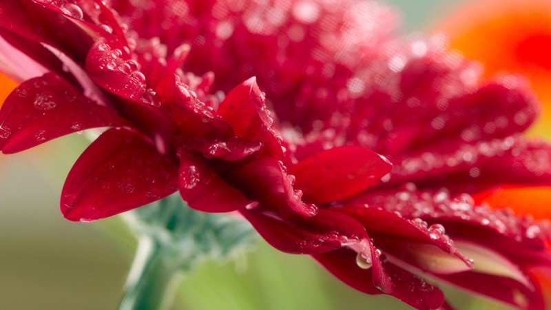 Gerbera, 4k, dew, drops, red