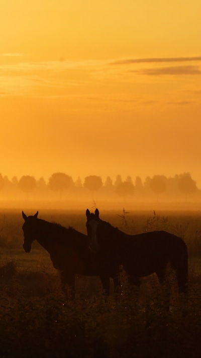 Animal Horse, Sky, Sunrise, 1080x1920