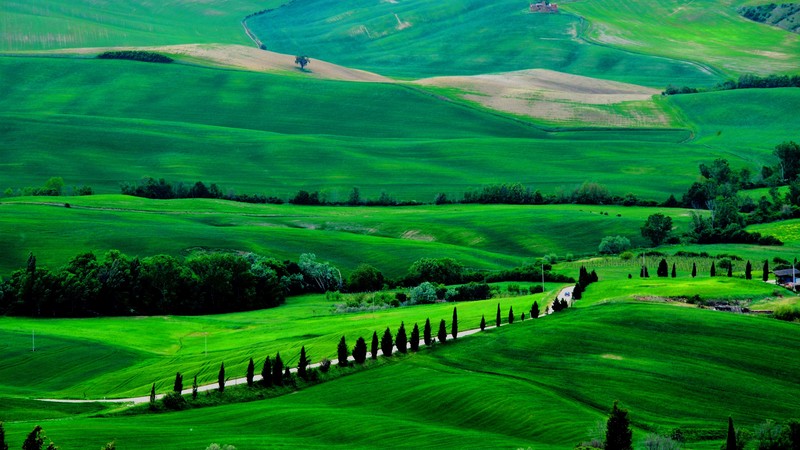 Tuscany, 4k, Italy, Meadows, hills, pines, trees