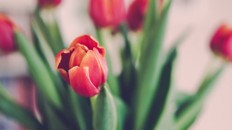 Tulips, 4K, flowers