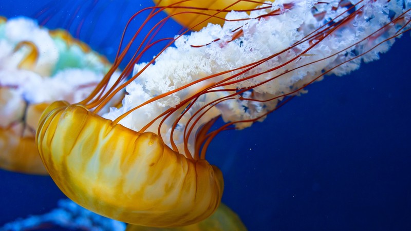 Japanese Sea-Nettle, 4k, Pacific Ocean, Jellyfish, sea, atlantic, water, yellow
