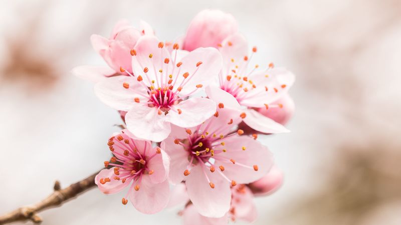 flower, bloom, branch, pink, 4k