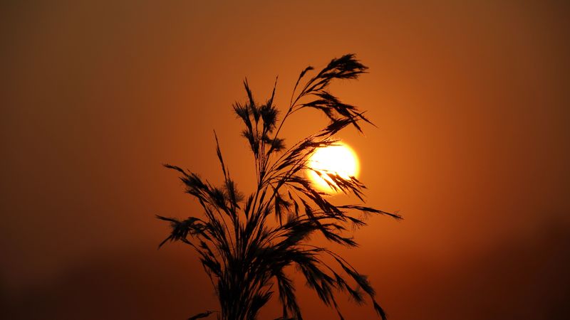 sunset, grass, silhouette, sun, 4k