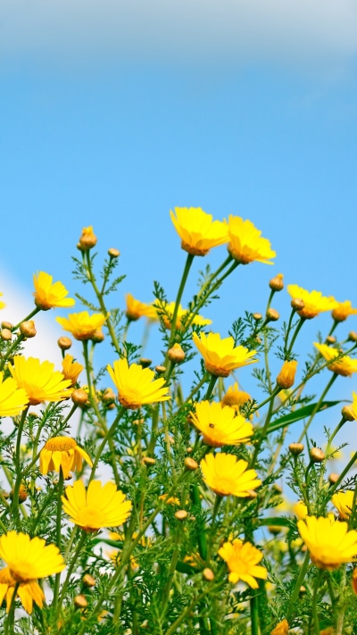 Earth Flower, Yellow Flower, Wildflower, Spring, 1080x1920