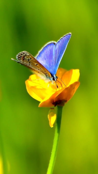 Animal Butterfly, Insect, Flower, Yellow Flower, 1080x1920