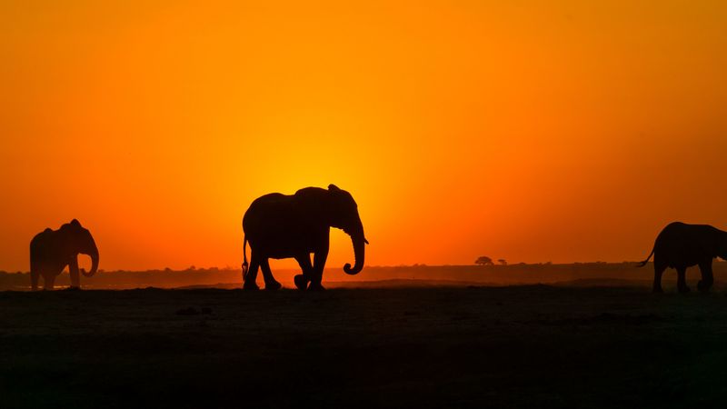 elephant, sunset, silhouette, africa, 4k