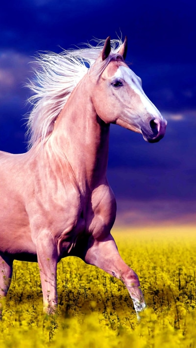 Animal Horse, 1080x1920