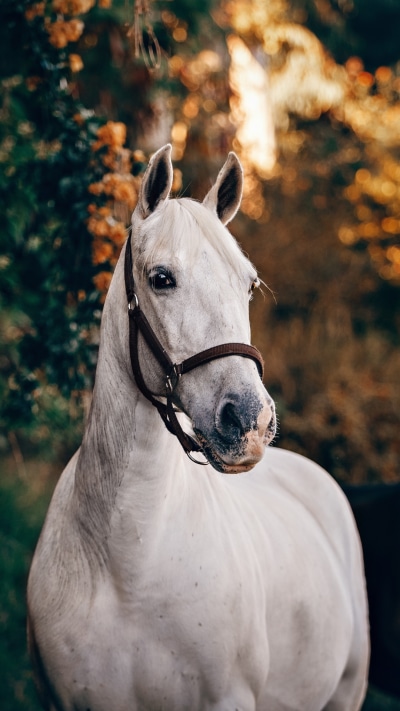 Animal Horse, 1080x1920