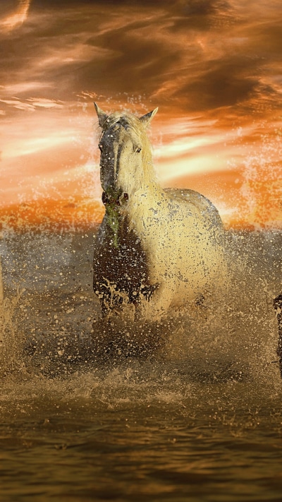 Animal Horse, 1080x1920