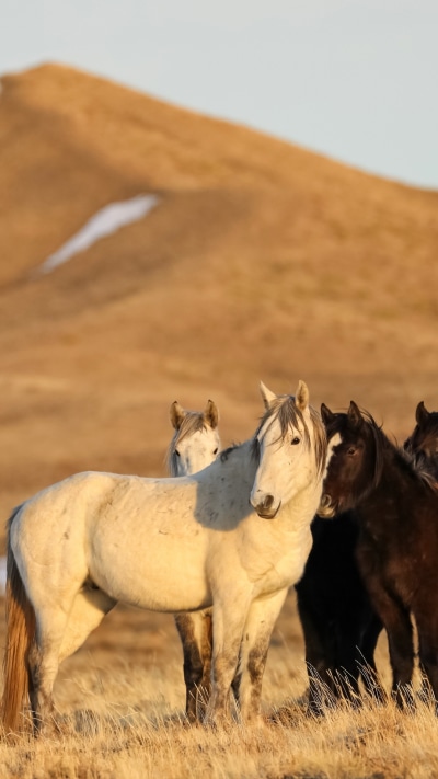 Animal Horse, 1080x1920