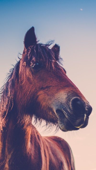 Animal Horse, 1080x1920
