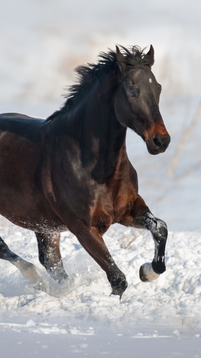 Animal Horse, 1080x1920