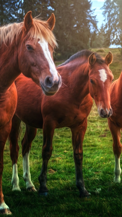 Animal Horse, 1080x1920