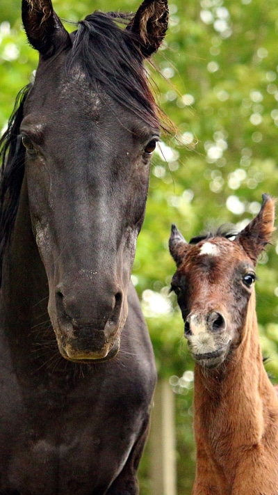 Animal Horse, Baby Animal, 1080x1920